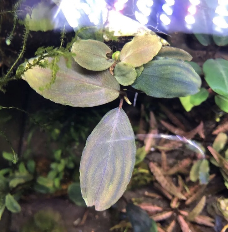 最高 ブセファランドラsp カユラピス群生株 魚用品 水草 Alrc Asia