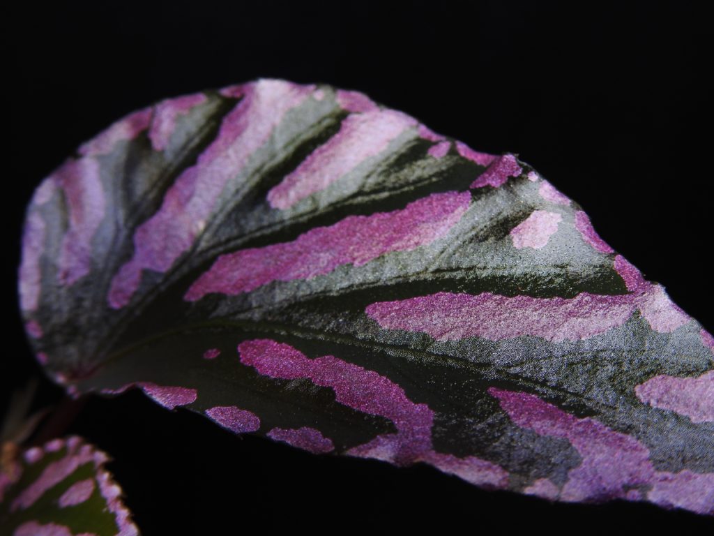 ベゴニアsp.ジュラウ ぼっち株❣️Begonia sp.Julau Bocchi 原種