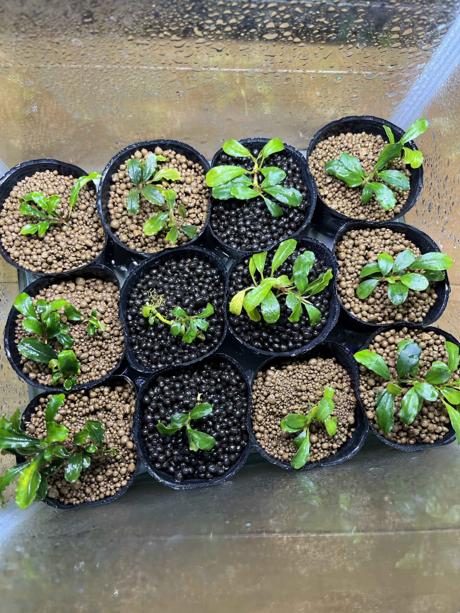 コスパ最強⁈水上ブセのオススメ用土❗️ - N-STAMP