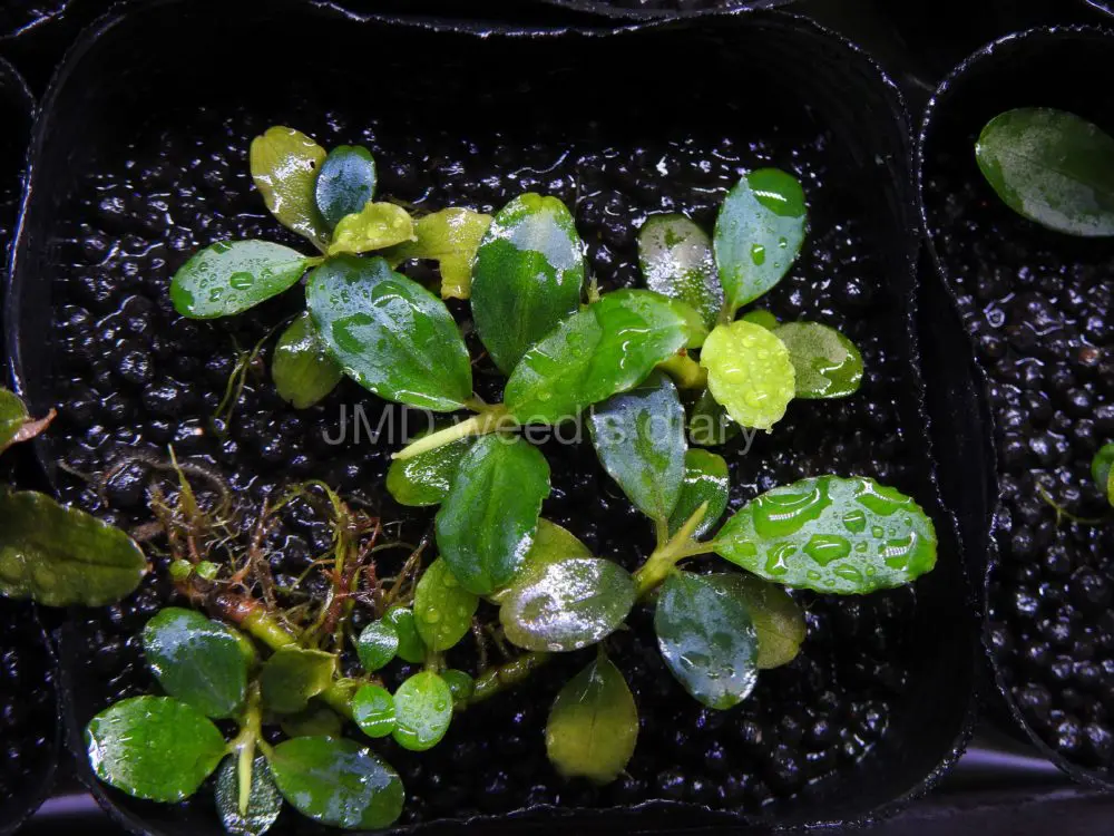 丸葉が輝く緑系美種✨Bucephalandra sp.Shine Green🌱ブセの水上管理
