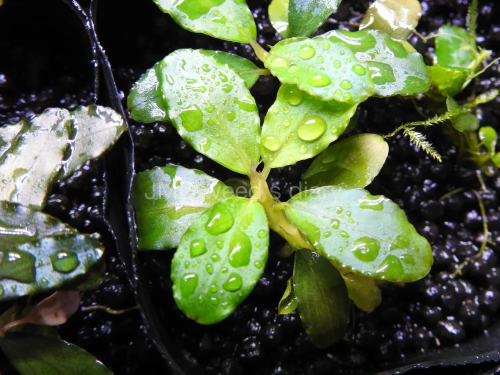 葉っぱ 本革 葉っぱ ヤマボウシ ミニ レザートレイ | iichi 日々の暮らしを