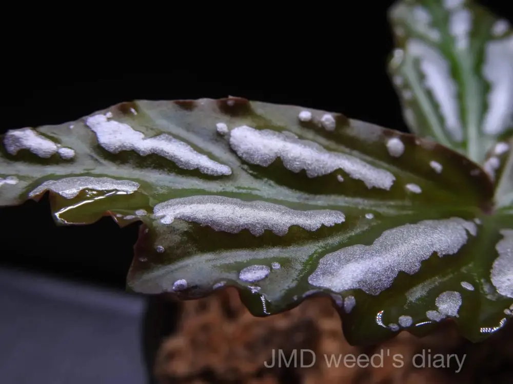 ベゴニアsp. 雪の宿 ランプン スマトラ❣️Begonia sp.雪の宿 Lampung