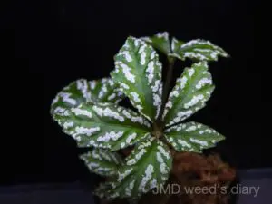 ベゴニアsp.ジュラウ❣️Begonia sp.Julau 原種ベゴニア🌱 - N-STAMP