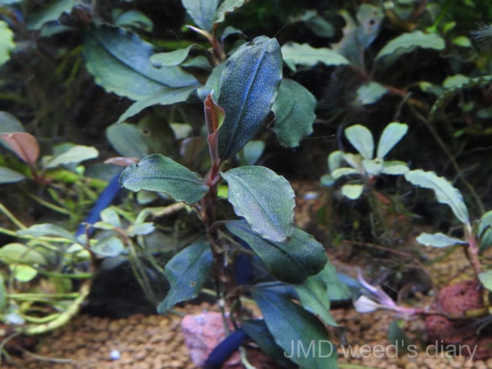 ブセファランドラsp.バタンカワ❣️Bucephalandra sp. Batang Kawa TB