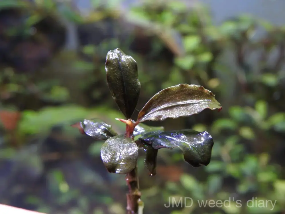 ブセファランドラsp.バタンカワ❣️Bucephalandra sp. Batang Kawa TB