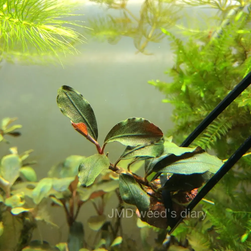 ブセファランドラsp.バタンカワ❣️Bucephalandra sp. Batang Kawa TB