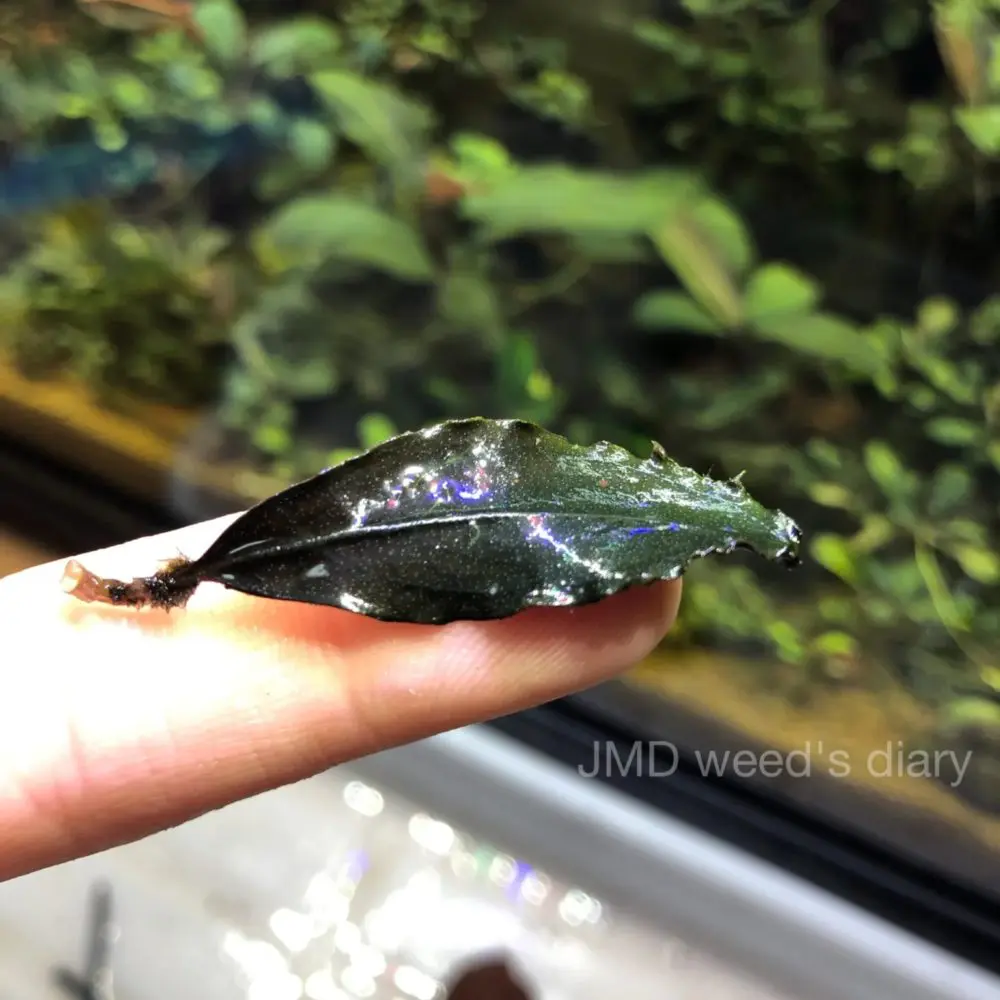 ブセファランドラsp.バタンカワ❣️Bucephalandra sp. Batang Kawa TB