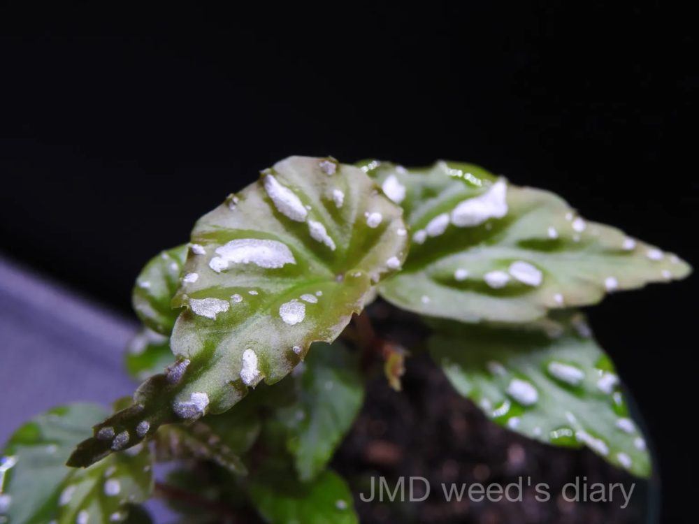 ベゴニアsp. 雪の宿 ランプン スマトラ❣️Begonia sp.雪の宿 Lampung
