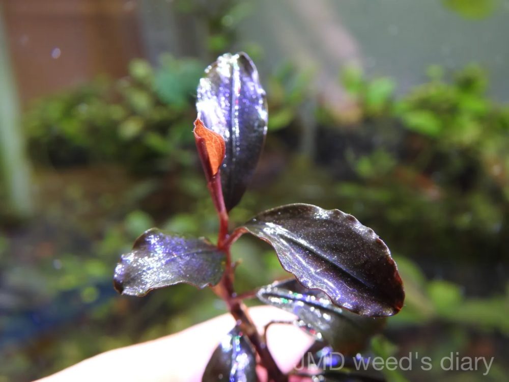 ブセファランドラsp.バタンカワ❣️Bucephalandra sp. Batang Kawa TB