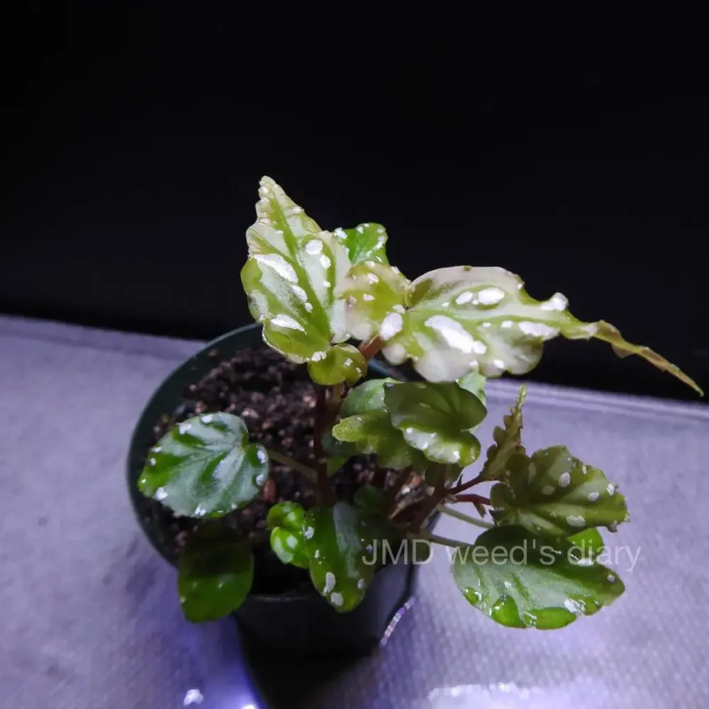 ベゴニアsp. 雪の宿 ランプン スマトラ❣️Begonia sp.雪の宿 Lampung
