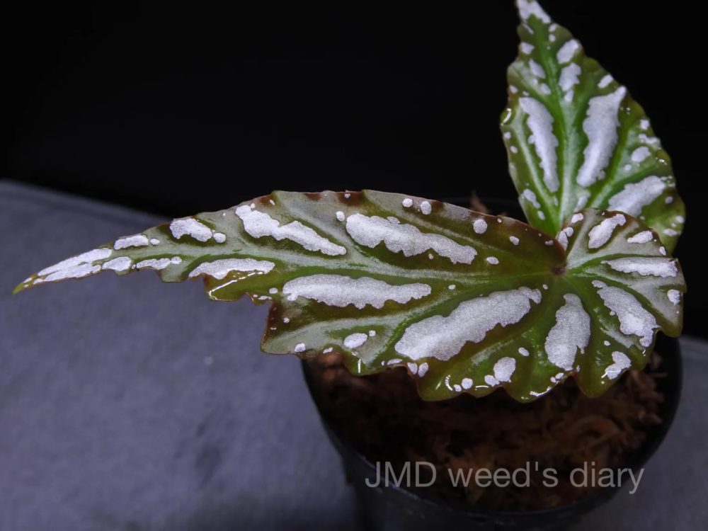 ベゴニアsp. 雪の宿 ランプン スマトラ❣️Begonia sp.雪の宿 Lampung