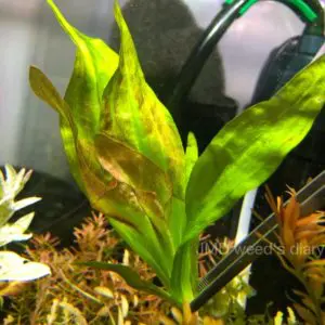 ブセファランドラ sp.ジュピター❣️Bucephalandra sp.Jupyter - N-STAMP