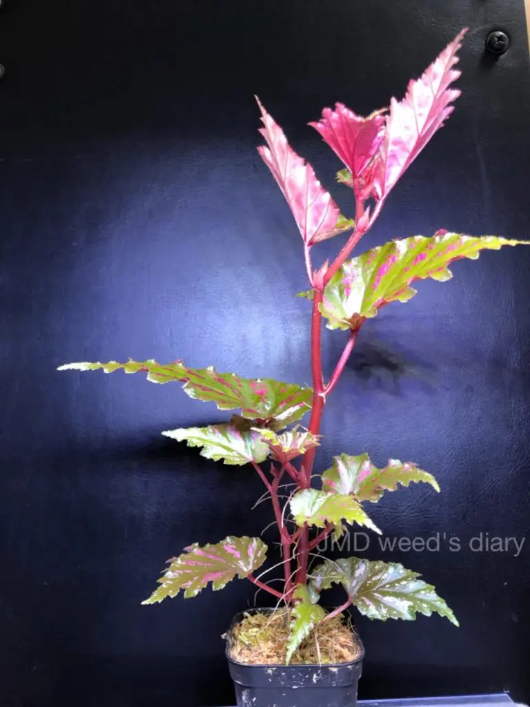 ベゴニア セラティペタラ❣️Begonia Serratipetala 原種ベゴニア