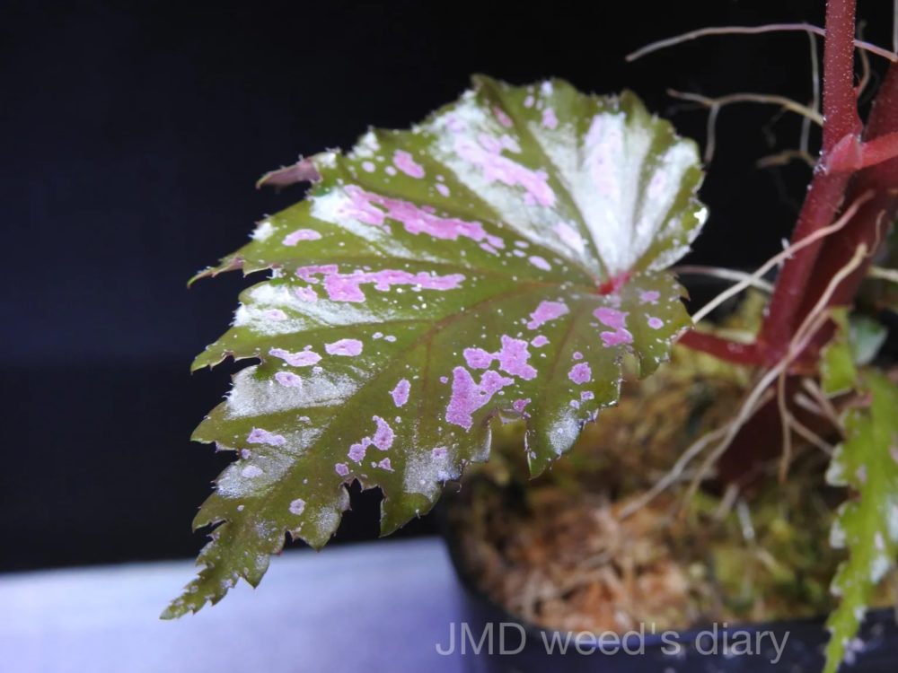 専用❣️ 特選Begonia ６点 ベゴニア セラティペタラ❣️Begonia Serratipetala 原種ベゴニア