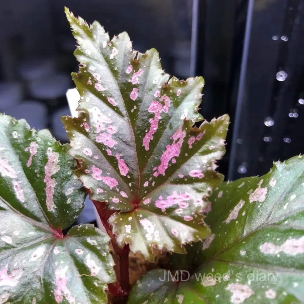 ベゴニア セラティペタラ❣️Begonia Serratipetala 原種ベゴニア