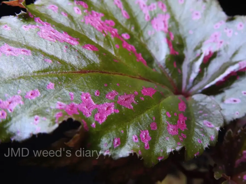 専用！Begonia Celata 原種ベゴニア　セラータ 専用！Begonia Celata 原種ベゴニア セラータ Begonia chlorosticta