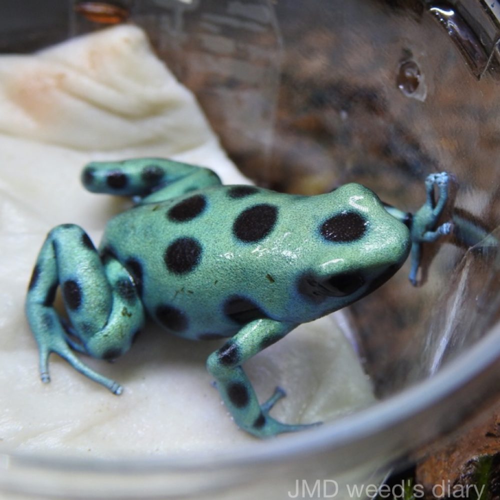 WILDLIFE PROTECTIONシリーズ マダラヤドクガエルカラー 熱帯雨林の宝石💎マダラヤドクガエル マイクロスポット🐸Dendrobates