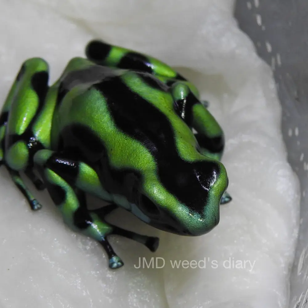 マダラヤドクガエル カウイータ🐸Dendrobates auratus “cahuita