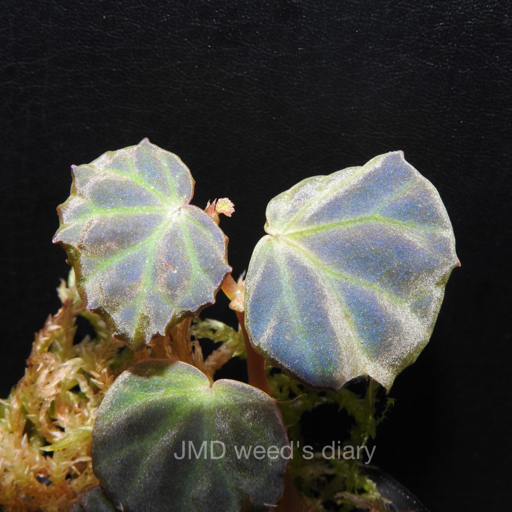 ベゴニアsp.サラワク🌱Begonia sp. Sarawaku ツル性の青光りベゴニア