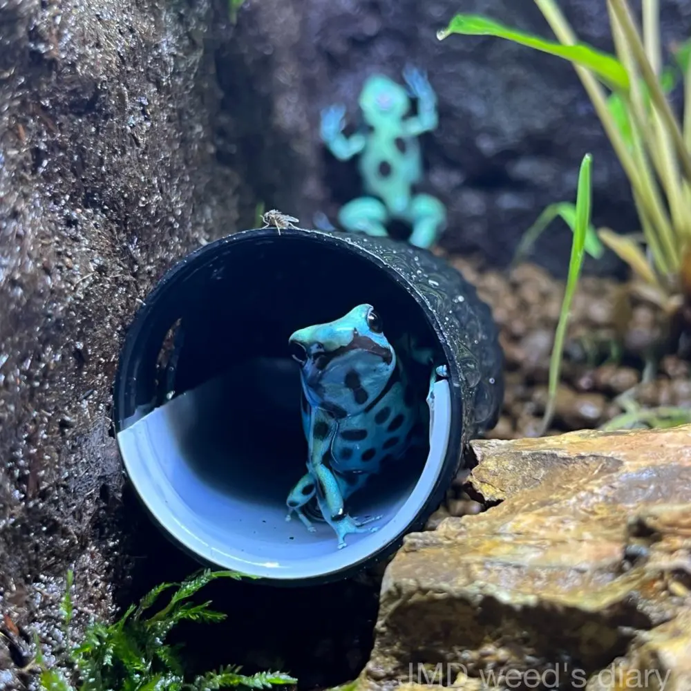 WILDLIFE PROTECTIONシリーズ マダラヤドクガエルカラー 1846156b84628aa667c9ca45db084e