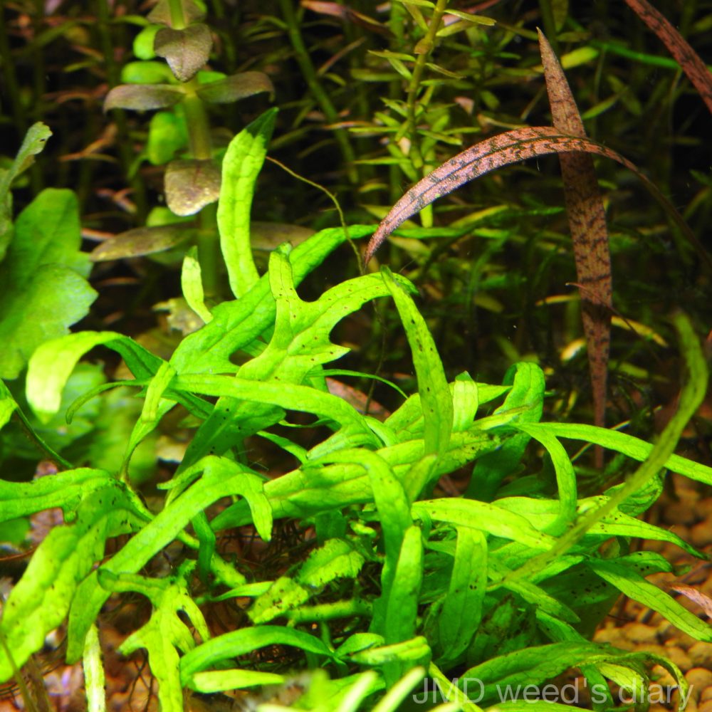 特大　ミクロソリウムsp.パプアニューギニア　流木活着 ミクロソリウムsp.パプアニューギニア流木活着② ☆活着済