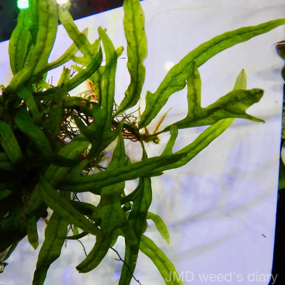 激珍 ミクロソリウムsp.パプアニューギニア 🌱Microsorum sp. Papua