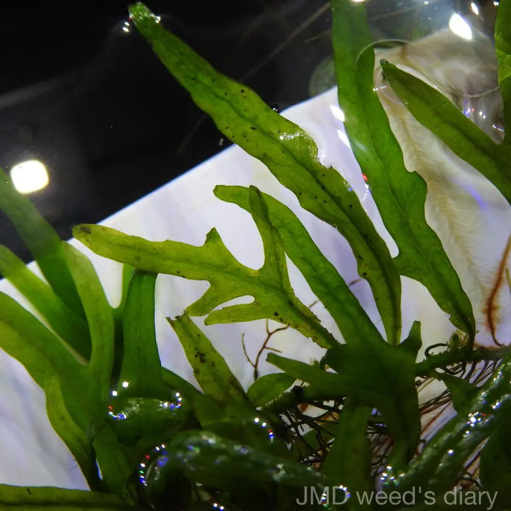 激珍 ミクロソリウムsp.パプアニューギニア 🌱Microsorum sp. Papua