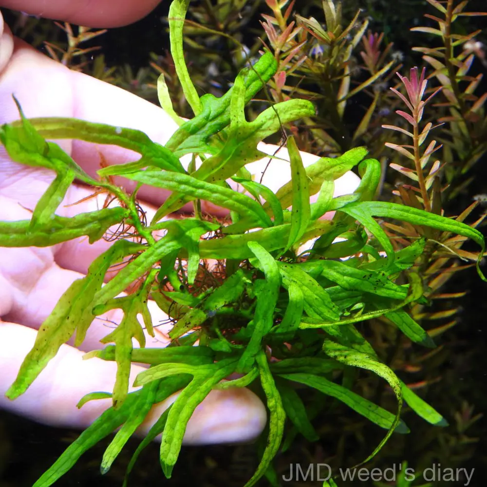 激珍 ミクロソリウムsp.パプアニューギニア 🌱Microsorum sp. Papua