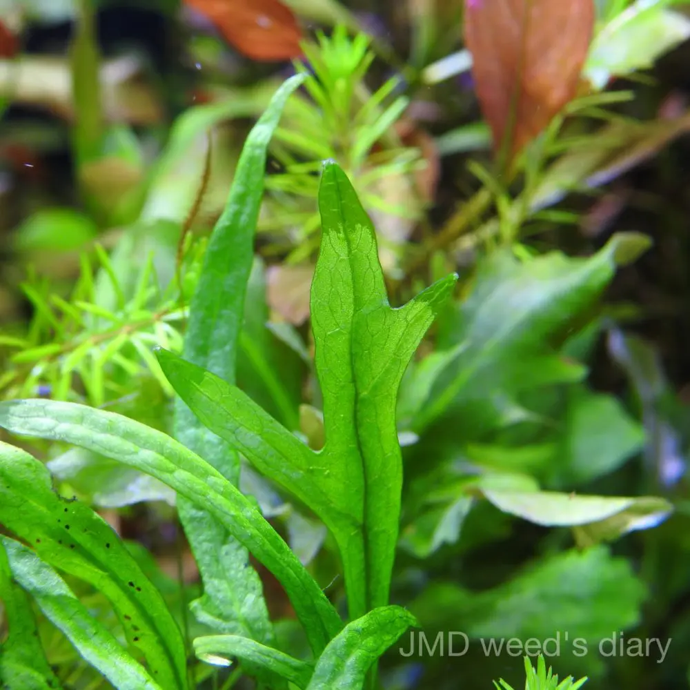 激珍 ミクロソリウムsp.パプアニューギニア 🌱Microsorum sp. Papua