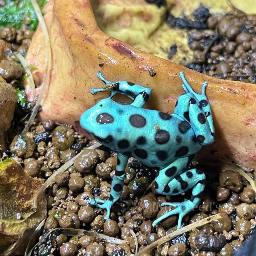マダラヤドクガエル(ブロンズ&ブルー) （両生類）マダラヤドクガエル