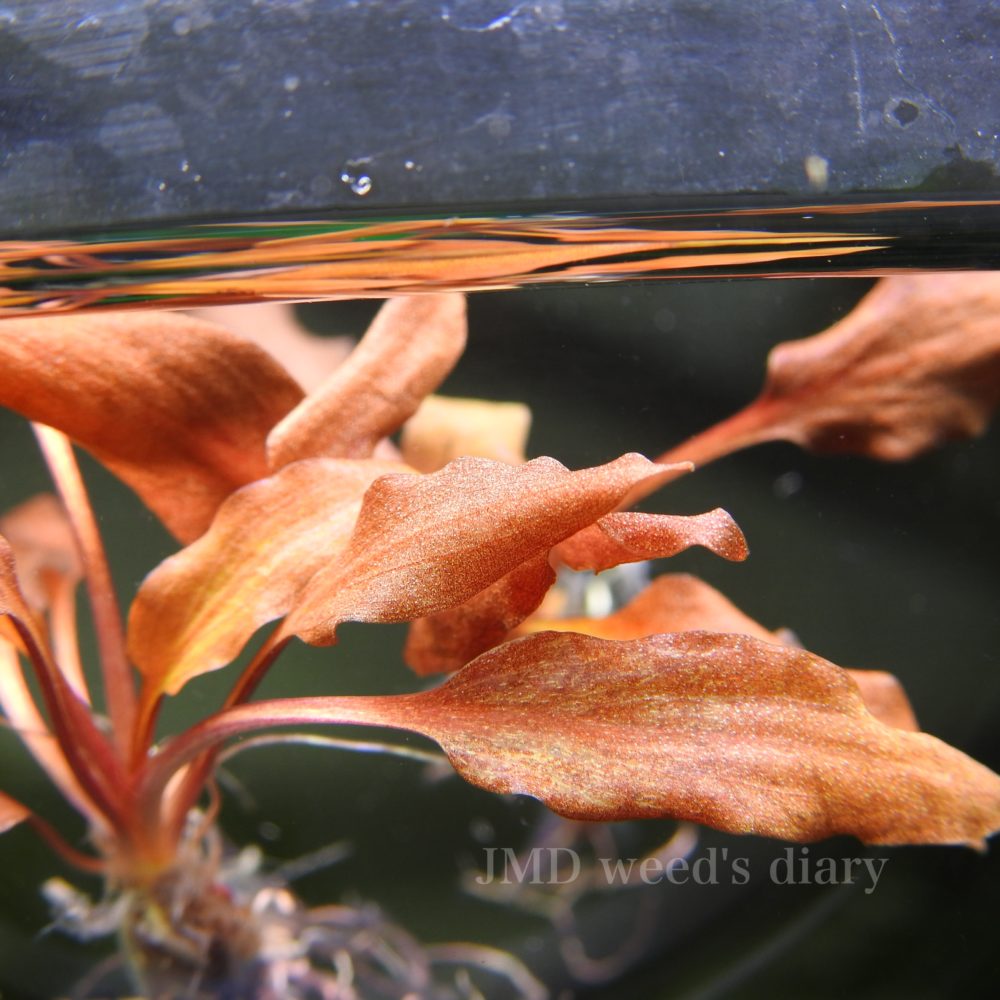 クリプトコリネ ウェンティー SRP シンドゥール🌱赤系クリプトニュー