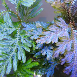 ブセファランドラsp.レインボーフロスト🌱Bucephalandra sp. rainbow