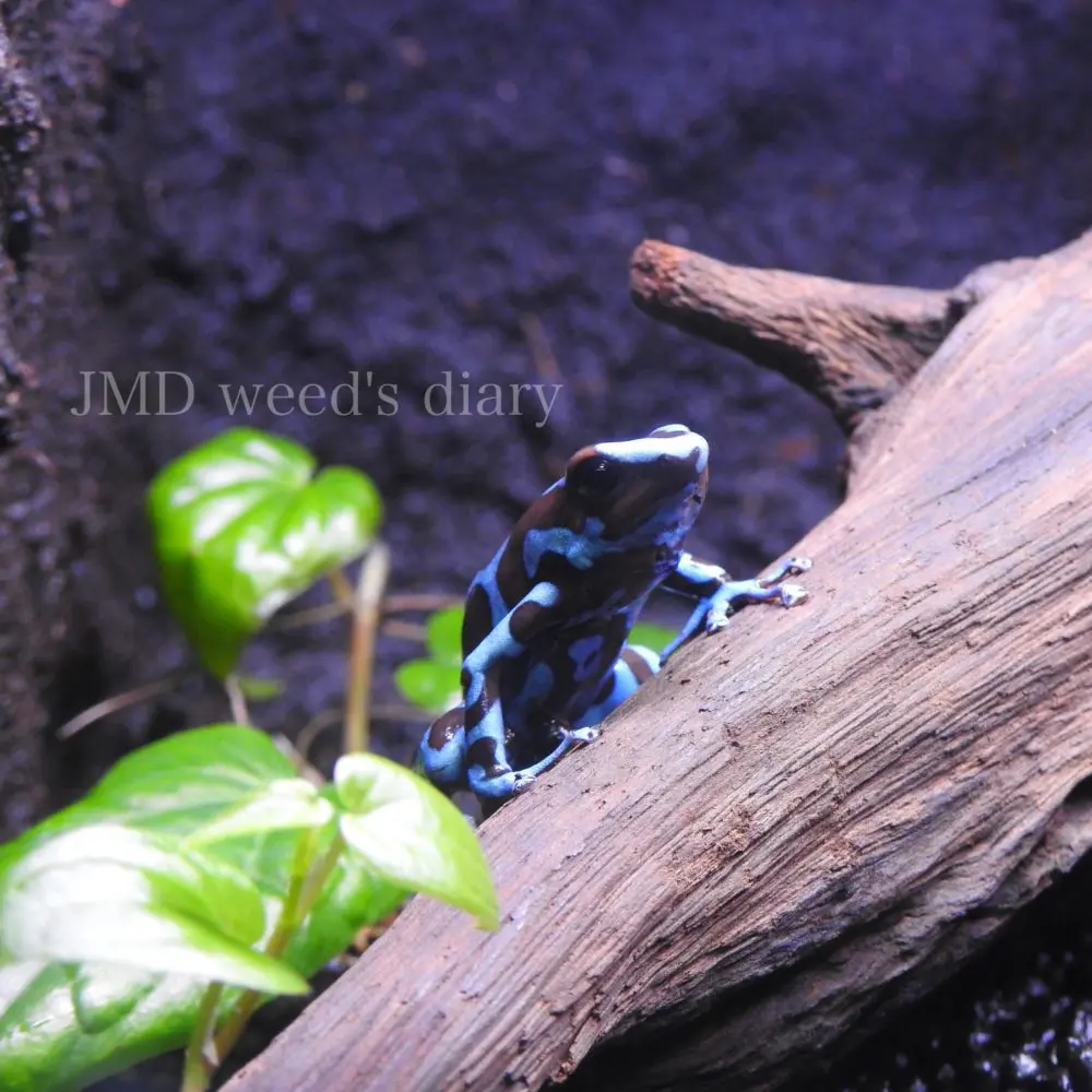 マダラヤドクガエル ブルー＆ブロンズ Dendrobates auratus