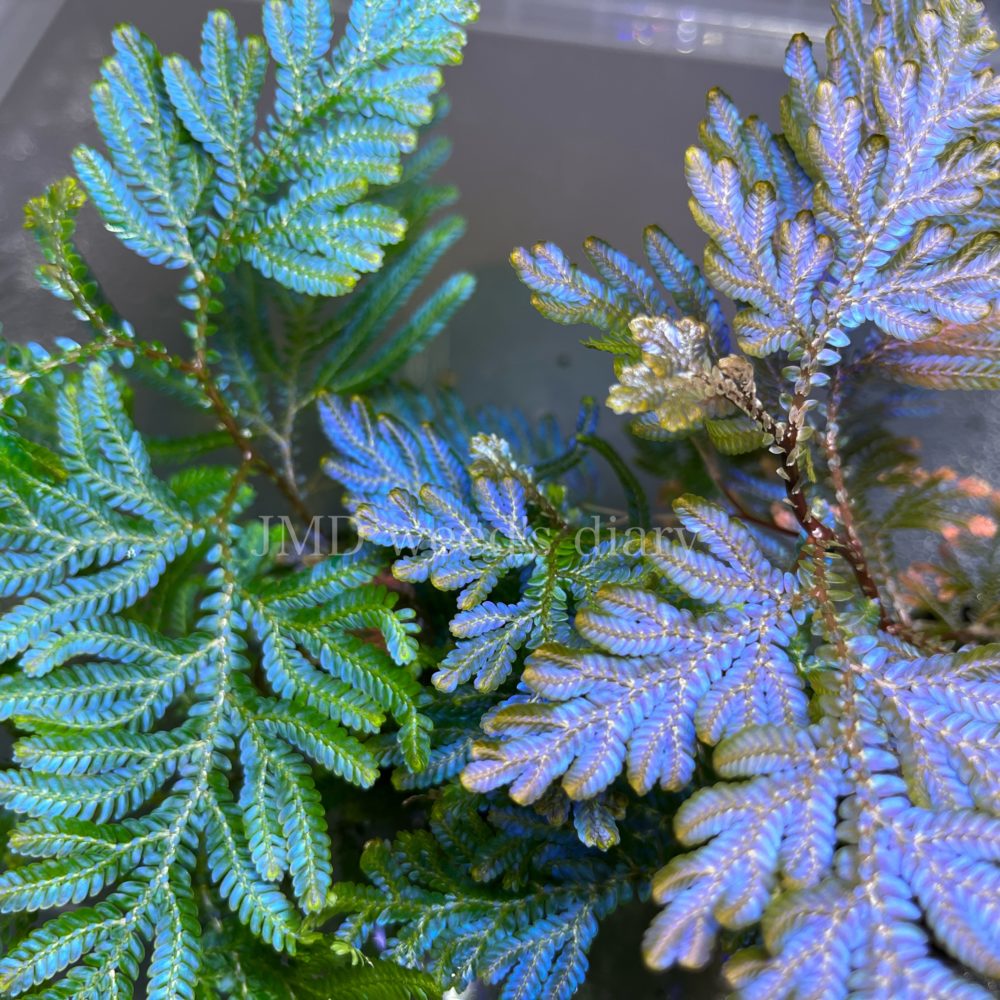 nao セラギネラ ウィルデノウィ/Selaginella 青光りシダ2種 Selaginella willdenowii セラギネラ ウィルデノウィー苗 nao