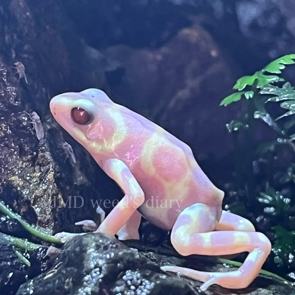 マダラヤドクガエル アルビノ🐸Dendrobates auratus “albino”パステル