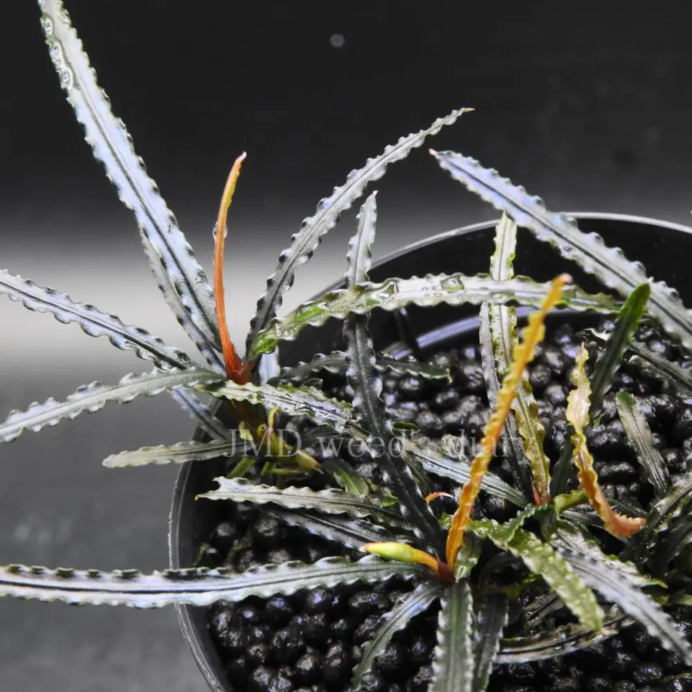 ブセファランドラsp.ナンガピノーセラタン🌱Bucephalandra sp. Nanga