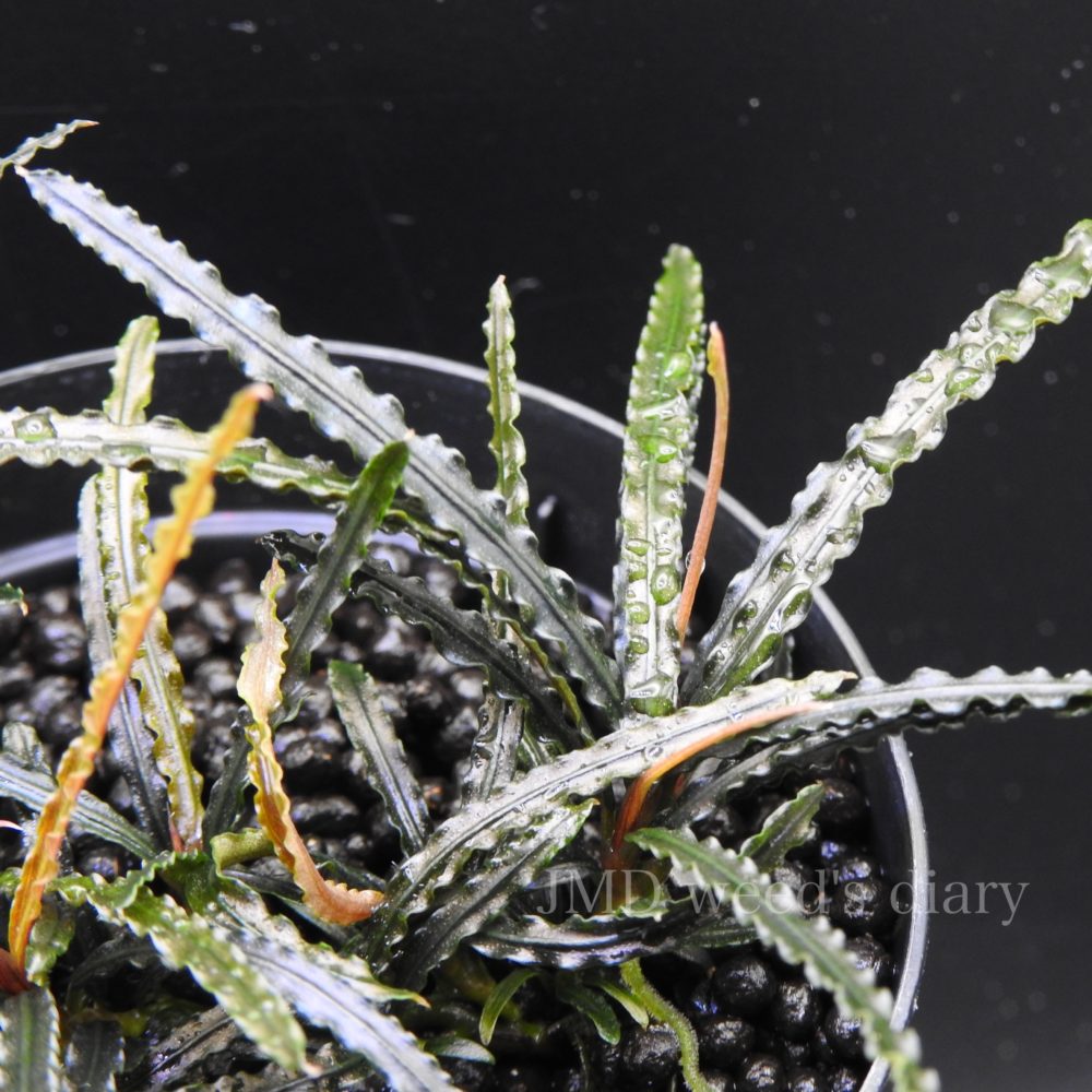 ブセファランドラsp.ナンガピノーセラタン🌱Bucephalandra sp. Nanga