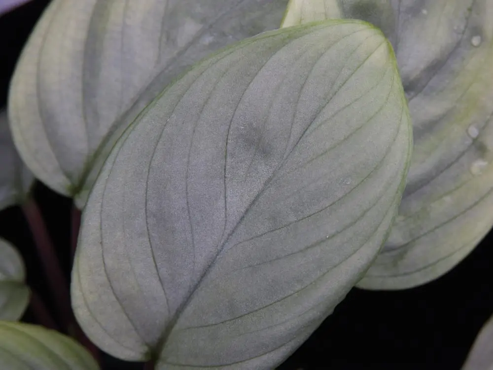 Homalomena sp. 涼日 Cameron Highlands TK便 銀葉系の人気ホマロメナ