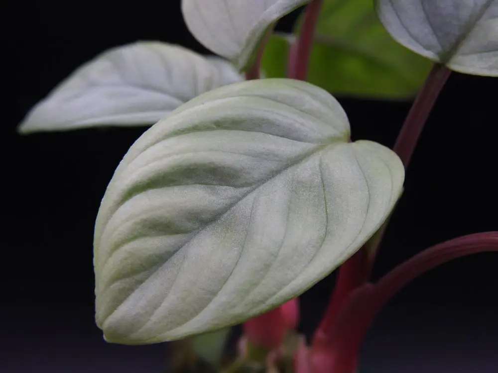 ホマロメナ sp. リンガ カミハタ便 リンガ産 Homalomena 熱帯植物 Homalomena sp. 涼日 Cameron Highlands TK便 銀葉系の人気ホマロメナ