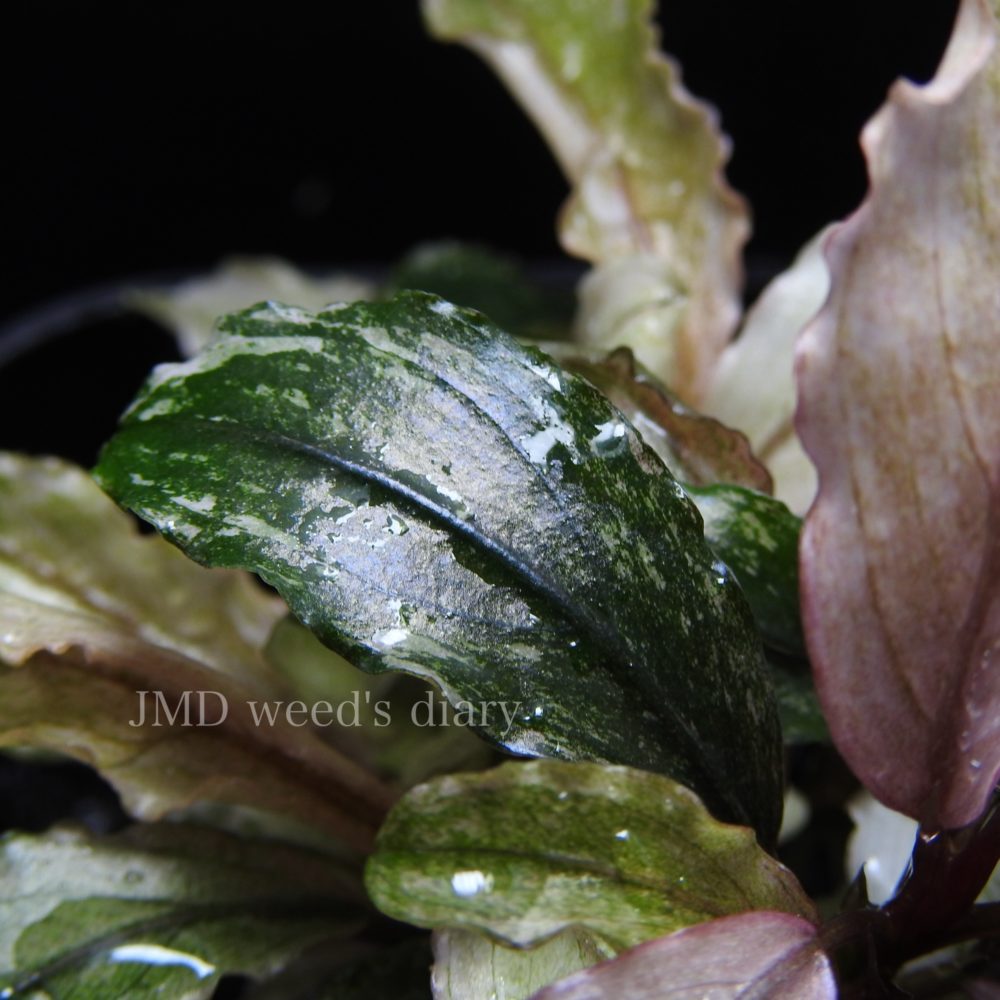 新時代の女王👻Bucephalandra sp. pink verticillata 美しき斑入り