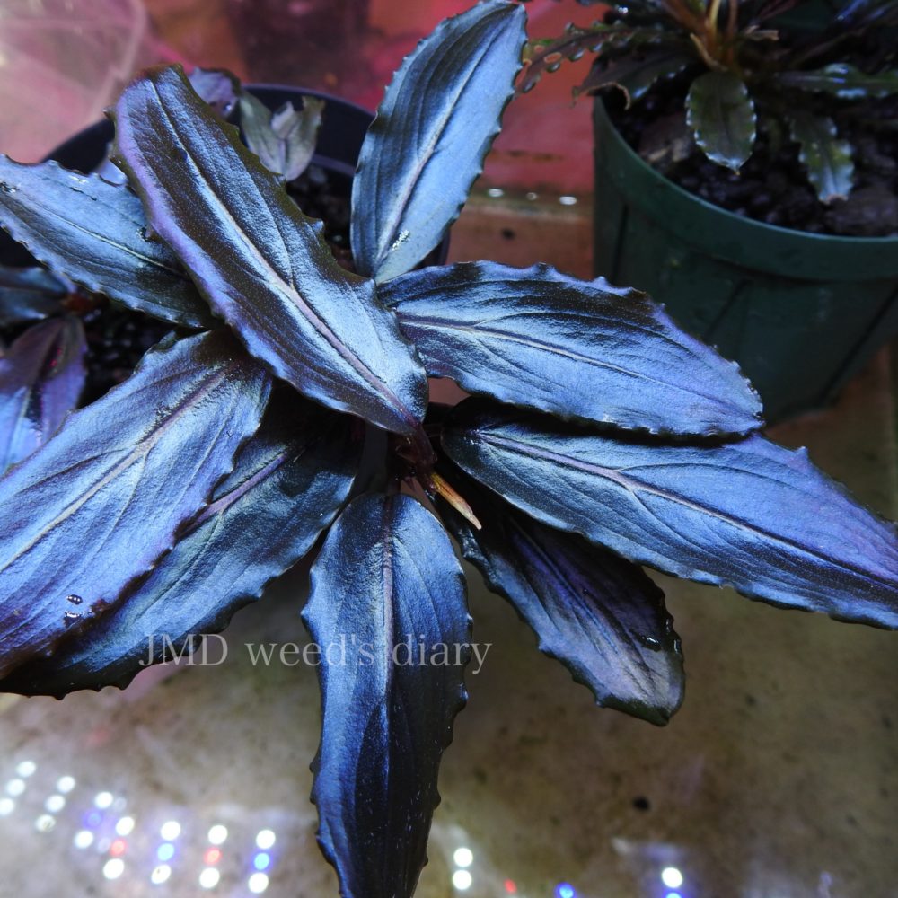 Bucephalandra sp. sekadau blue ブセファランドラsp.スカダウ ブルー