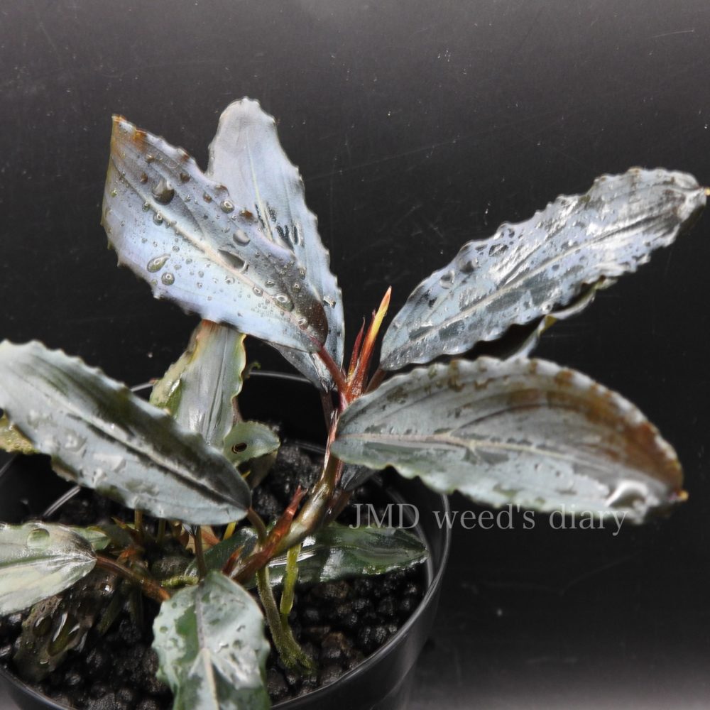 Bucephalandra sp. sekadau blue ブセファランドラsp.スカダウ ブルー