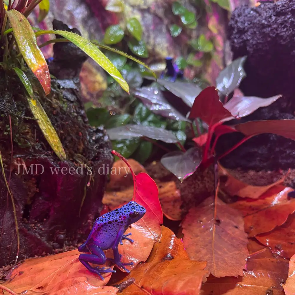 一番飼育しやすいヤドクガエル🐸コバルトヤドクガエルDendrobates