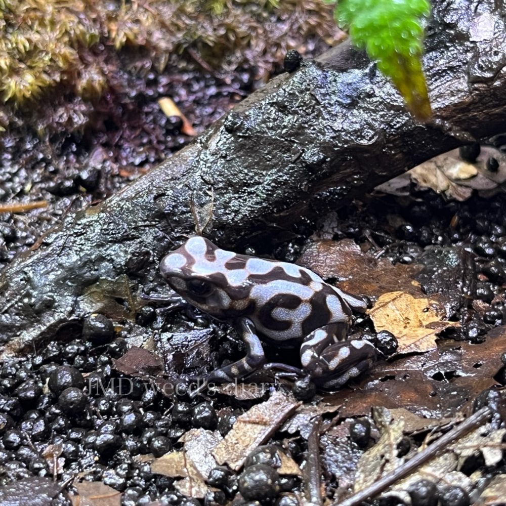 マダラヤドクガエル ペニャ ブランカ Dendrobates auratus “Pená