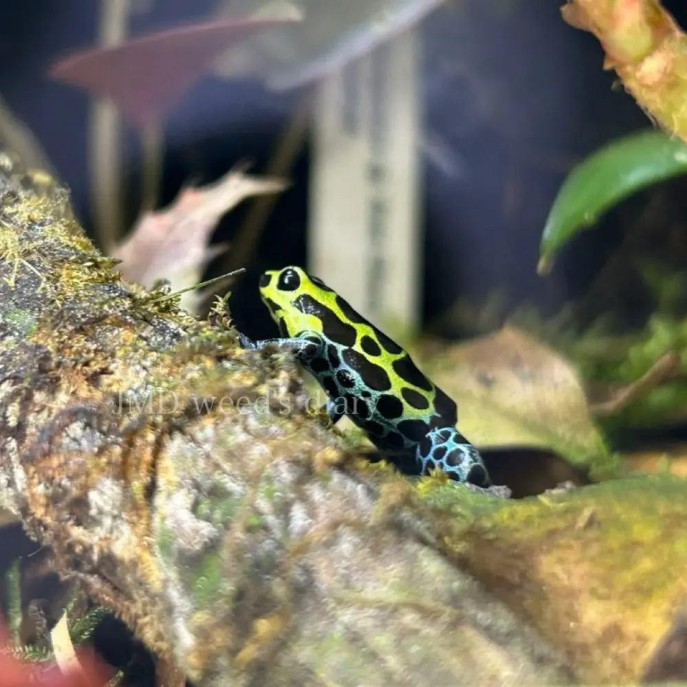 ヤドクガエル  バリアビリス サザン バリアビリス