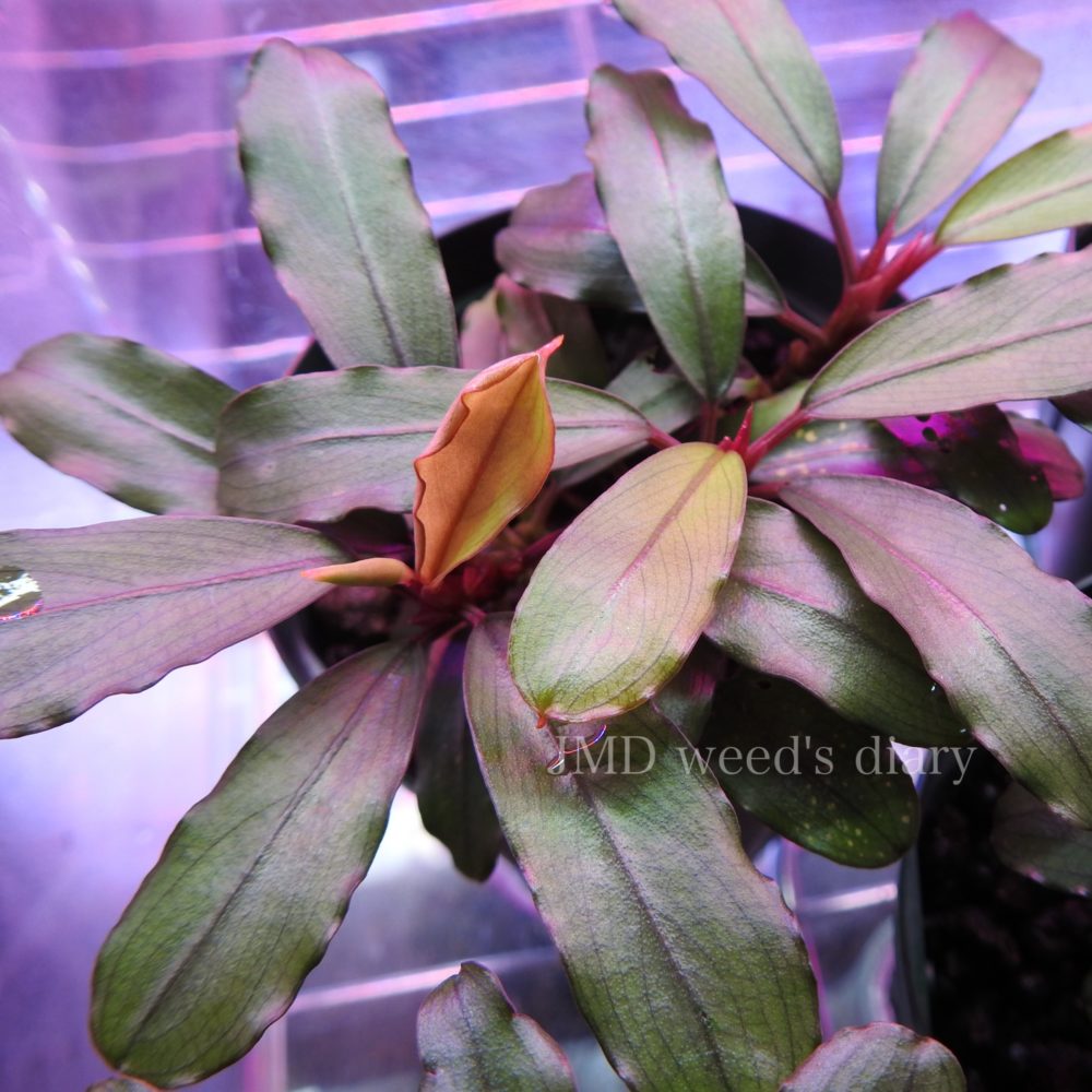 Bucephalandra sp. melawi solid blue ブセファランドラsp.メラウィー