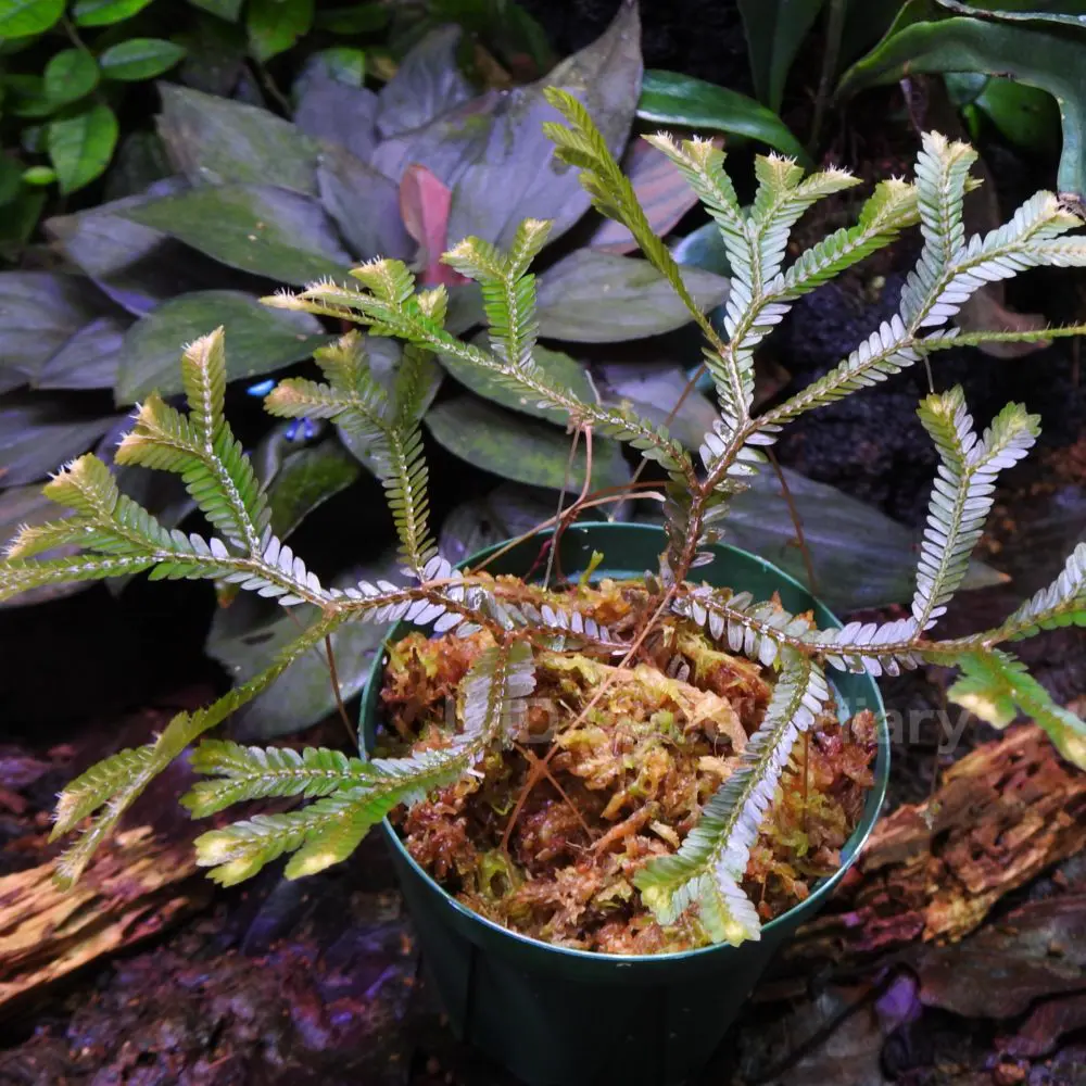 Selaginella sp. Phang産 ウィルデノウィーじゃ無いパハン産セラギネラ