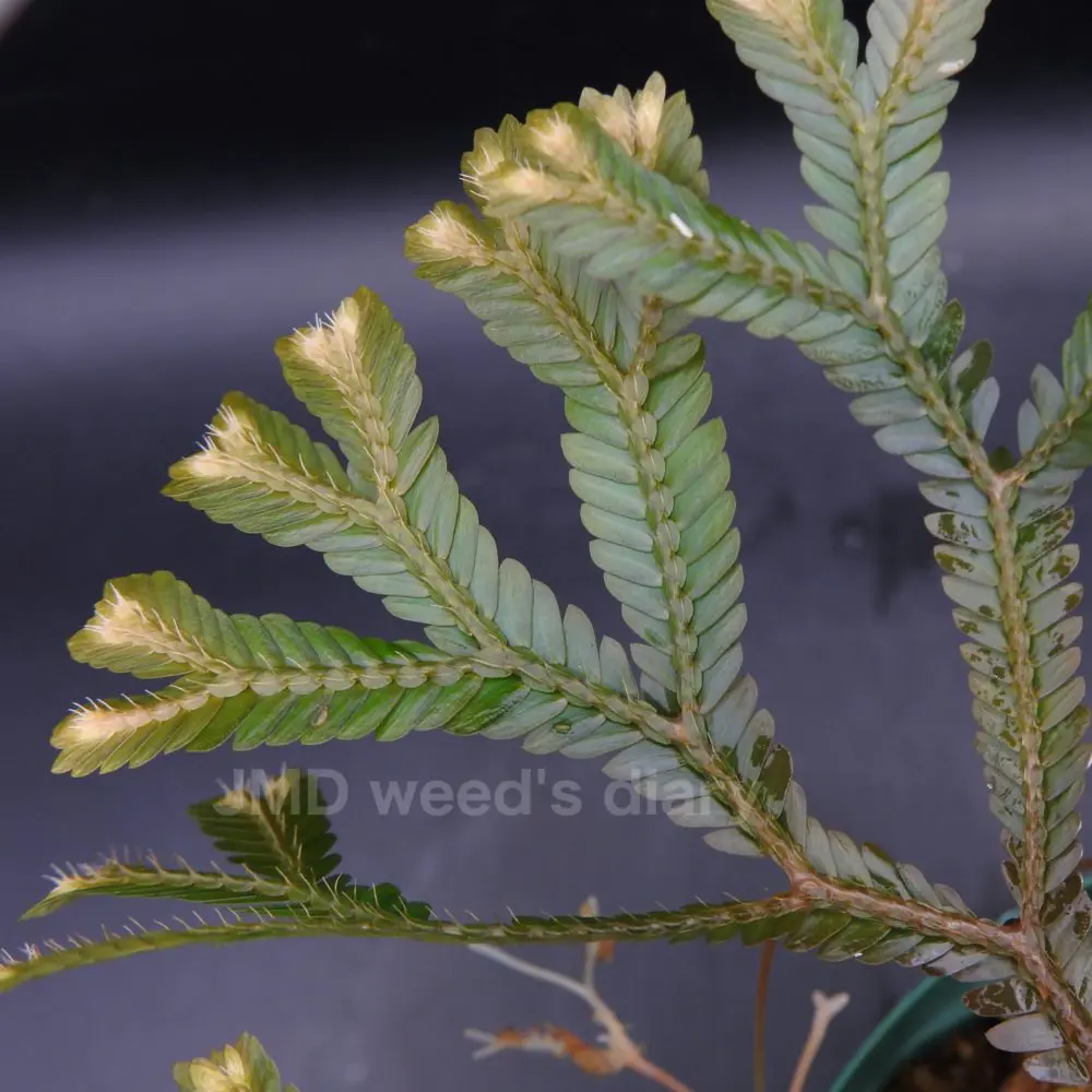 Selaginella willdenowii セラギネラ ウィルデノウィー苗 nao