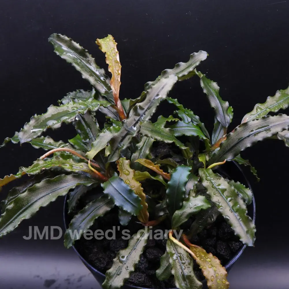 ブセファランドラsp.ベルベット Bucephalandra sp.Velvet 群生が美しい