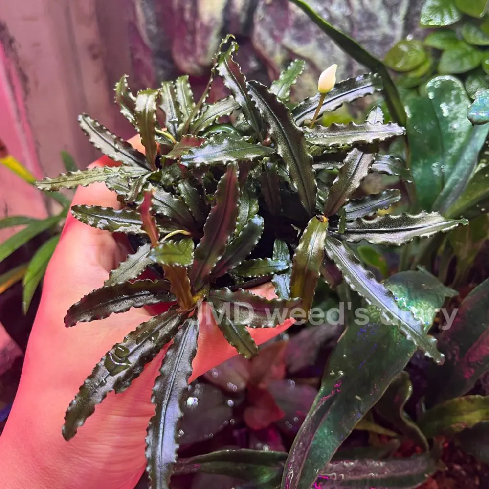 ブセファランドラsp.ベルベット Bucephalandra sp.Velvet 群生が美しい